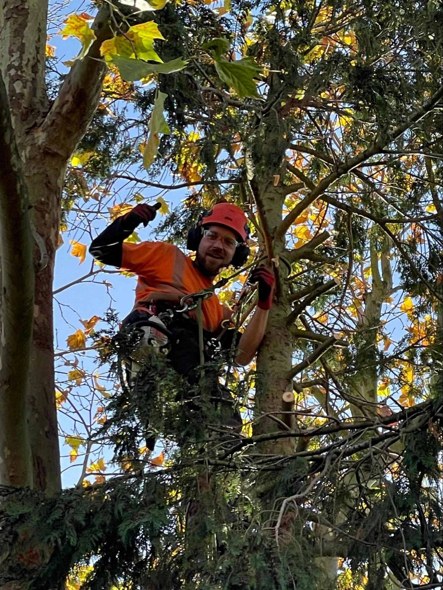 Erith Tree Care Experts